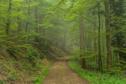 Forest path, mixed forest on Blauen mountain, Badenweiler, Black Forest, Baden-Wuerttemberg,