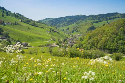Meadows, Farms, Upper Muenstertal, Black Forest, Baden-Wuerttemberg, Germany, Europe