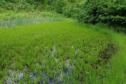 Pond with crab claw (Stratiotes aloides), frogbit plant (Hydrocharitaceae), aquatic plant, cow