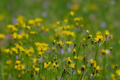 Flower meadow at the edge of the forest with meadow buckbeard and scabiosa, spring, May,