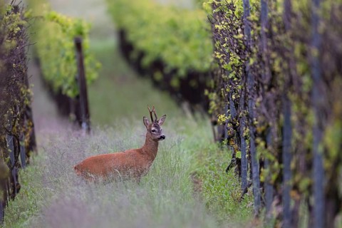 Strong abnormal roebuck in a vineyard, Wittlich, Rhineland-Palatinate, Germany, Europe