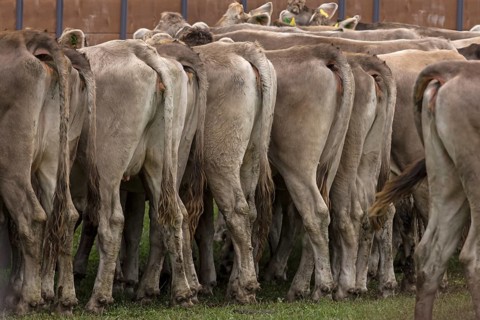 Tethered cows waiting for their owner after the cattle drive, Bad Hindelang, Allgaeu, Bavaria,