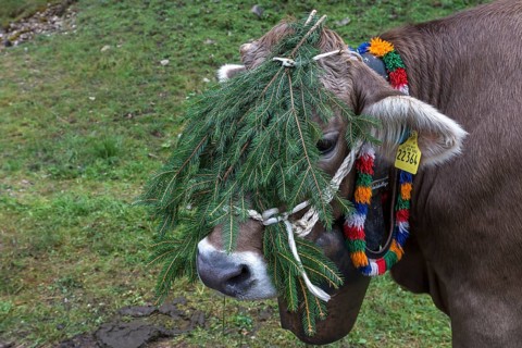 Cow with decorative bells and fir branch for the cattle drive, cattle seperation, gabled house, Bad