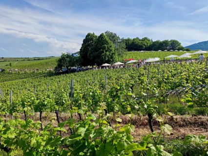 Wine festival in the vineyards, Birkweiler, Southern Palatinate, Palatinate, Rhineland-Palatinate,