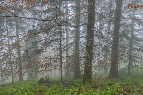 Beech forest on Blauen mountain, Badenweiler, Black Forest, Baden-Wuerttemberg, Germany, Europe