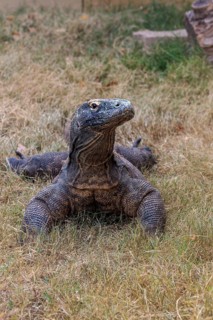 CaptiveKomodo dragon lizard at the Chattanooga Zoo in Chattanooga, Tennessee, United States of
