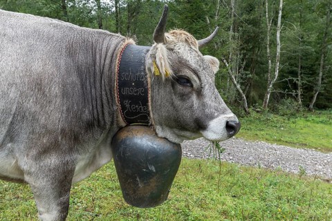 Cow wearing a decorative bell at the cattle drive, cattle seperation, gabled house, Bad Hindelang,