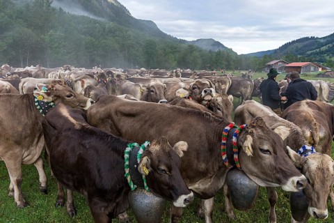 Allgaeu cows are collected in the valley for cattle seperation, Hinterstein, Bad Hindelang,