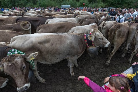 Back from the mountain pasture, the cattle gather to be returned to their owners, tourists look on,