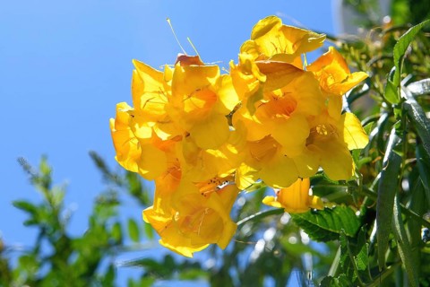 Close-up of flowers of yellow trumpet flower (Tecoma stans), Crete, Greece, Europe