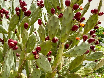 Cactus pear (Opuntia ficus-indica) Opuntia bears many shoots of red fruit, Crete, Greece, Europe