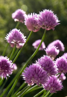 Chive blossoms (Allium schoenoprasum) Witten, Ruhr area, North Rhine-Westphalia, Germany, Europe