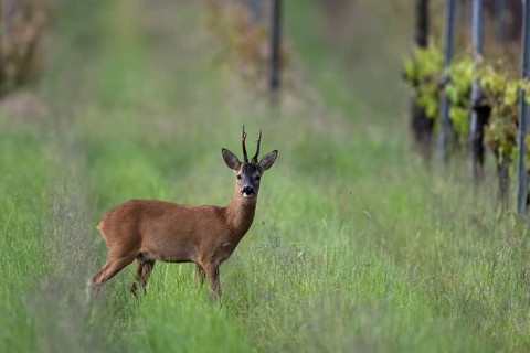 Strong abnormal roebuck in a vineyard, Wittlich, Rhineland-Palatinate, Germany, Europe