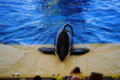 Loro Parque, Puerto de la Cruz, Santa Cruz de Tenerife, Tenerife, Canary Islands, Spain, Europe,