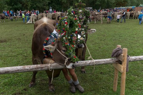 Cattle seperation, decorated cow being held by a shepherd boy, Bad Hindelang, Allgaeu, Bavaria,