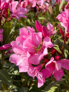 Saddle-backed bush cricket (Ephippiger ephippiger) sitting in flower of oleander (Nerium oleander),