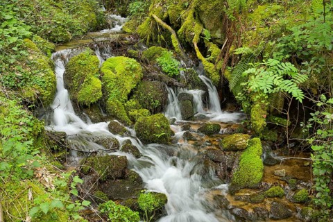 Mountain stream in the forest at Berg Blauen, Badenweiler, Black Forest, Baden-Wuerttemberg,