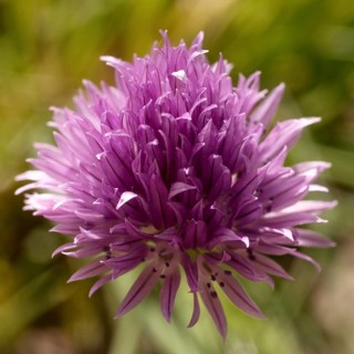 Chive blossom (Allium schoenoprasum) Witten, Ruhr area, North Rhine-Westphalia, Germany, Europe