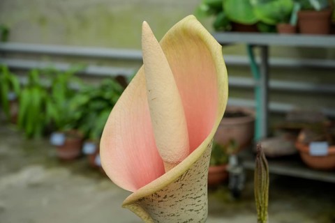 Flower Amorphophallus bulbifer, Viktoriahaus, Botanical Garden of the University, Spalengraben,