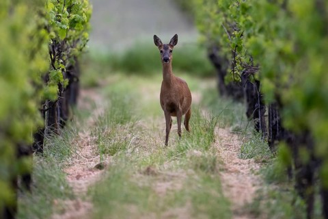 Deer in the vineyard, Wittlich, Rhineland-Palatinate, Germany, Europe