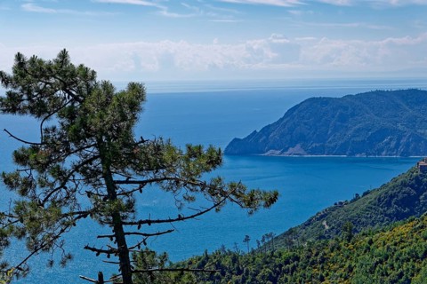 A pine tree on a slope above a coastal section of the Cinque Terre near Corniglia, Liguria,