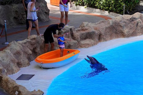 Loro Parque, Puerto de la Cruz, Santa Cruz de Tenerife, Tenerife, Canary Islands, Spain, Europe, A