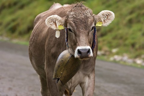 Allgaeu cow with jewellery bell at the cattle drive, cattle seperation, Bad Hindelang, Allgaeu,