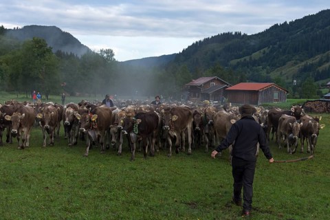 Allgaeu cows are collected in the valley for cattle seperation, Hinterstein, Bad Hindelang,