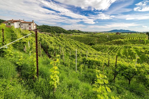World Heritage Site, landscape, wine tour, wine press, wine-growing area, grape variety, region,