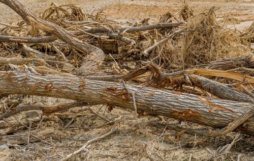 Closeup of a collection of broken tree branches at construction site in Daejeon, South Korea, Asia