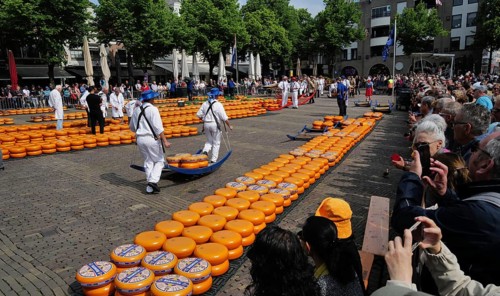 Cheese bearers carry a heavy load of cheese at the Friday market. Alkmaar, Netherlands