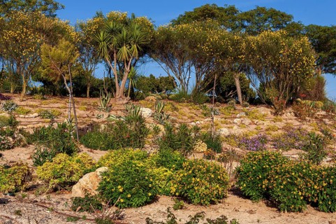 Park at a cemetery in Chiclana, Andalusia, Spain, Europe