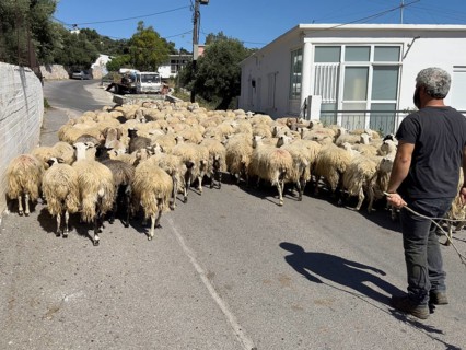 Flock of sheep running sheep running in front of shepherd blocking road blocked blocked small