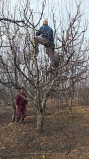 Two men climbing and working in a bare, winter orchard, harvesting fruit, Jammu and Kashmir, India,