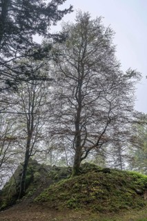 Beech tree on the Rossfelsen, fog, forest on the Blauen mountain, Badenweiler, Black Forest,