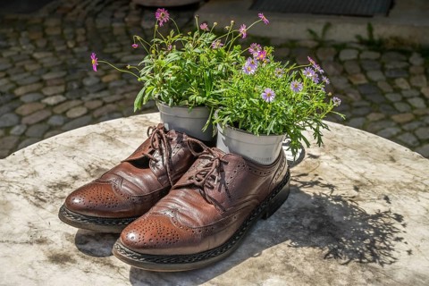 Potted plant in men's shoes, advert for a shoe shop, Staufen im Breisgau, Baden-Wuerttemberg,