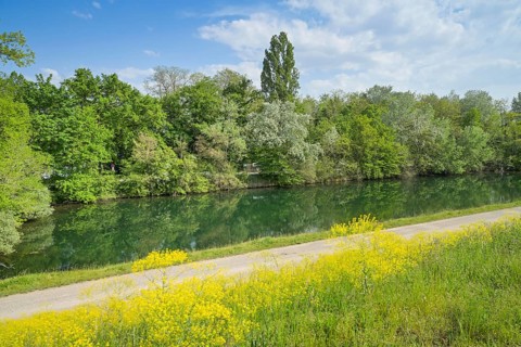 oxbow lake of the Rhine near Burkheim am Kaiserstuhl, Baden-Wuerttemberg, Germany, Europe