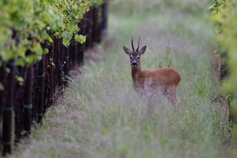 Strong abnormal roebuck in a vineyard, Wittlich, Rhineland-Palatinate, Germany, Europe