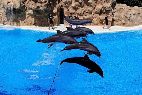 Loro Parque, Puerto de la Cruz, Santa Cruz de Tenerife, Tenerife, Canary Islands, Spain, Europe,