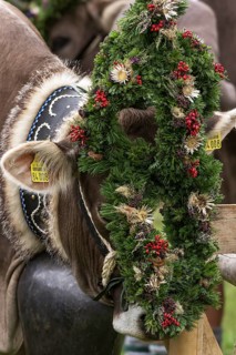 Decorated cow for the cattle seperation, cattle drive, Bad Hindelang, Allgaeu, Bavaria, Germany,