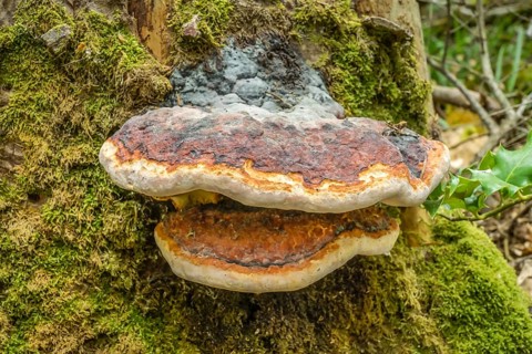 Tree fungus, Black Forest, Baden-Wuerttemberg, Germany, Europe
