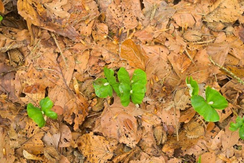 Beech seedling, elephant ear, Black Forest, Baden-Wuerttemberg, Germany, Europe