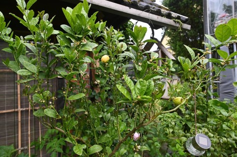 DEU. Germany, Iserlohn: This hobby gardener in Iserlohn maintains an extraordinary garden with