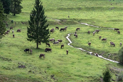 Cows on the pasture in front of the cattle drive, cattle seperation, gabled house, Bad Hindelang,