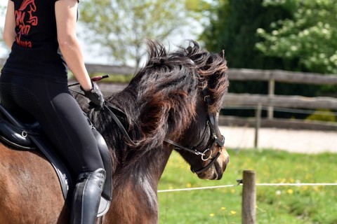 Close-up of a ridden Icelandic horse with equipment and typical long hair