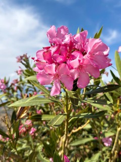 Close-up of flowers of pink oleander (Nerium oleander) in front of blue sky with white clouds,