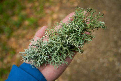 Tree lichen, forest on Blauen mountain, Badenweiler, Black Forest, Baden-Wuerttemberg, Germany,