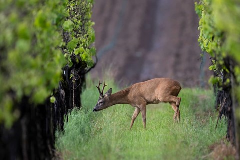 Strong abnormal roebuck in a vineyard, Wittlich, Rhineland-Palatinate, Germany, Europe