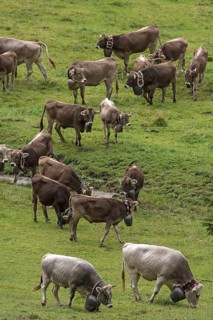 Herd of cows in a meadow with jewellery bells for cattle seperation, gabled house, Bad Hindelang,