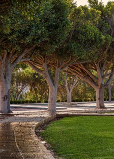 Park at a cemetery in Chiclana, Andalusia, Spain, Europe
